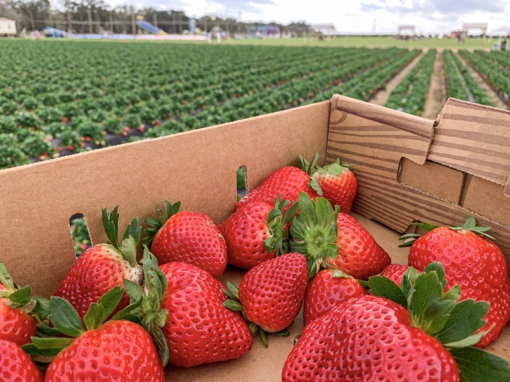 New database brings together 392 million food safety records to track changing risks across Europe